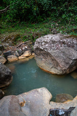 【浅煎り】Panama Flying Pumas -Panther- Geisha washed