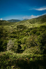 【浅煎り】Panama Flying Pumas -Panther- Geisha washed