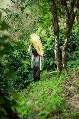 【浅煎り】Panama Flying Pumas -Panther- Geisha washed