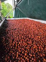 【浅煎り】Panama Flying Pumas -Panther- Geisha washed