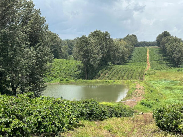 浅煎り】タンザニア キリマンジャロ カラツ ウォッシュド / Tanzania