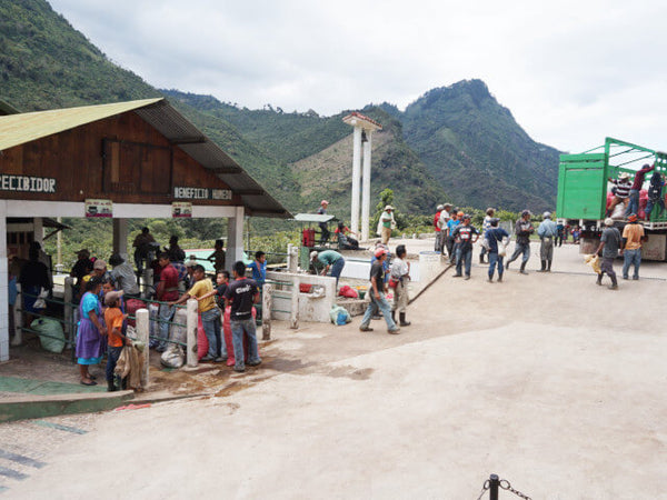 グアテマラオーガニック1.5キロ （250g✕6袋）モカ500g（250g✕2袋 グアテマラオーガニック1.5キロ （250g✕6袋）モカ500g（250g✕2袋