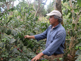 【浅煎り】エルサルバドル ディビナ・プロヴィデンシア ゲイシャ ウォッシュド  /  El Salvador Divina Providencia Geisha Washed（100g）