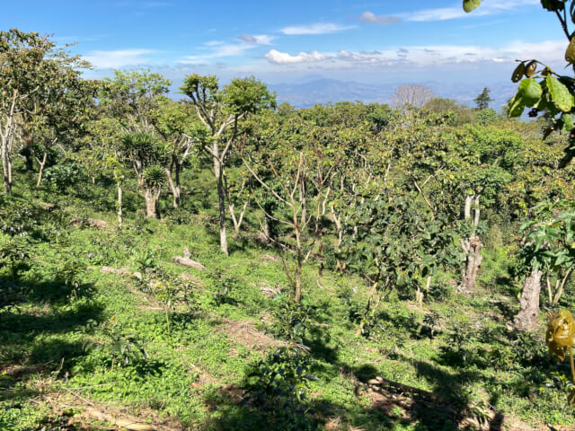 【浅煎り】エルサルバドル ディビナ・プロヴィデンシア ゲイシャ ウォッシュド  /  El Salvador Divina Providencia Geisha Washed（100g）