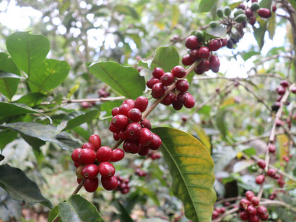 浅煎り】エルサルバドル ディビナ・プロヴィデンシア ゲイシャ