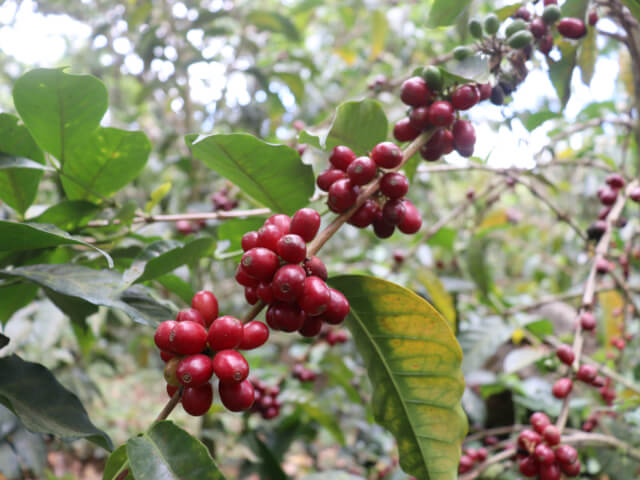 【浅煎り】エルサルバドル ディビナ・プロヴィデンシア ゲイシャ ウォッシュド  /  El Salvador Divina Providencia Geisha Washed（100g）
