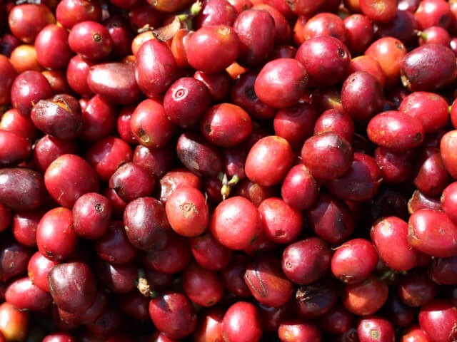 【GAP ROAST #halloween】SPICY MAGIC 2025 -Ethiopia Bench Maji Gesha Karmachi carbonic maceration(100g)