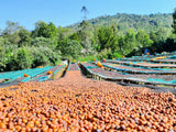 【GAP ROAST #halloween】SPICY MAGIC 2025 -Ethiopia Bench Maji Gesha Karmachi carbonic maceration(100g)