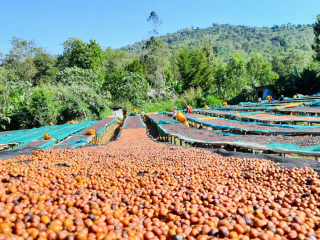 【GAP ROAST #halloween】SPICY MAGIC 2025 -Ethiopia Bench Maji Gesha Karmachi carbonic maceration(100g)