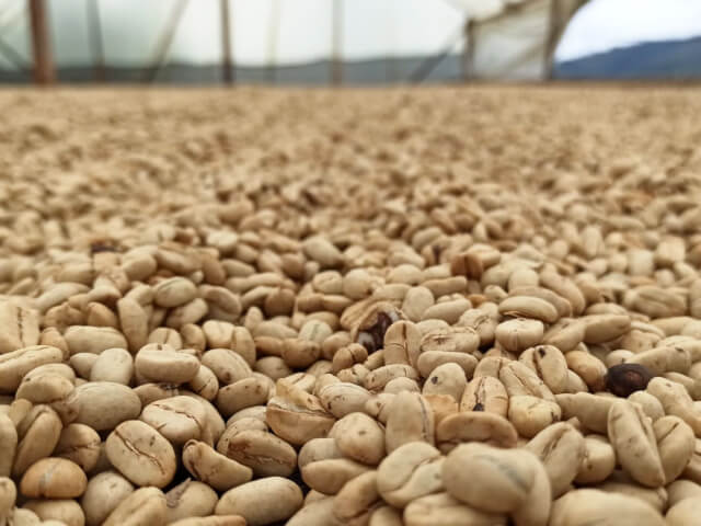 【浅煎り】コロンビア ピタリト チロソ ウォッシュド/  Colombia Pitalito Chiroso Washed (100g)