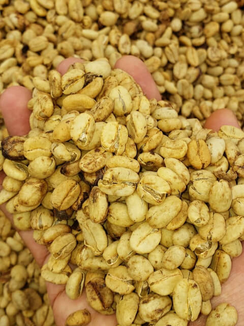 【浅煎り】コロンビア ピタリト チロソ ウォッシュド/  Colombia Pitalito Chiroso Washed (100g)