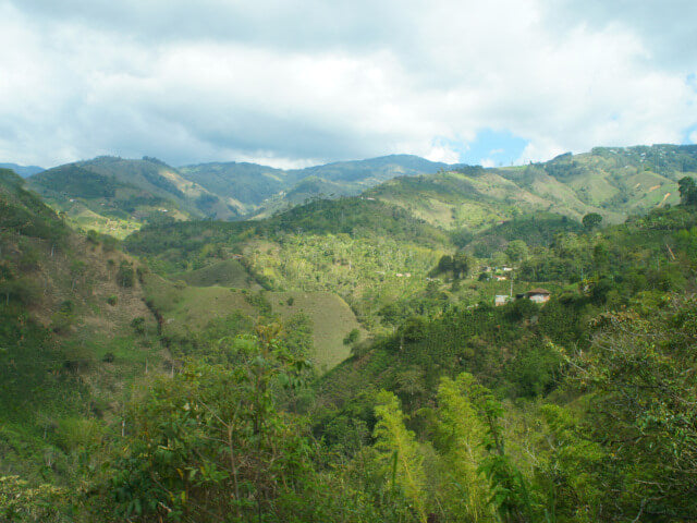 【浅煎り】コロンビア ピタリト チロソ ウォッシュド/  Colombia Pitalito Chiroso Washed (100g)