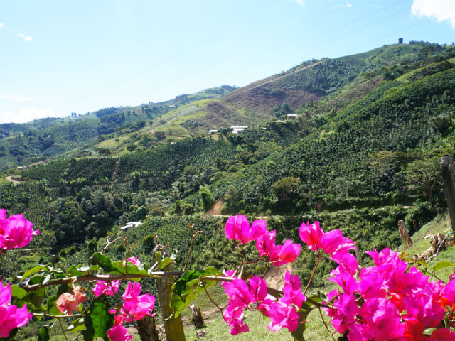 【浅煎り】コロンビア ピタリト チロソ ウォッシュド/  Colombia Pitalito Chiroso Washed (100g)