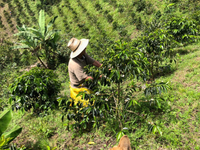【浅煎り】コロンビア ピタリト チロソ ウォッシュド/  Colombia Pitalito Chiroso Washed (100g)