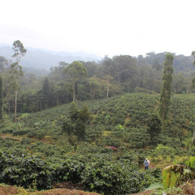 ネスカフェミラノ アラビカ100%ダークロースト 【ちか】6パックバラ売り ネスカフェミラノ アラビカ100%ダークロースト 【ちか様専用】6パック