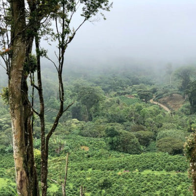 浅煎り】ニカラグア ラ・ウェラ エチオサル/ Nicaragua La