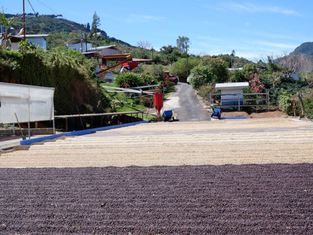 【浅煎り】コスタリカ　ロス・アンヘレス　ドン・カイート　ティピカメホラードYH /  Costa Rica Los Angeles Don Cayito Typica Mejorado Yellow Honey(100g)