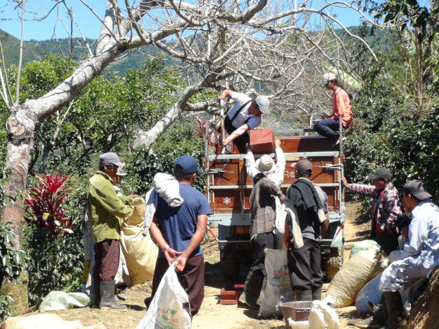 【浅煎り】コスタリカ　ロス・アンヘレス　ドン・カイート　ティピカメホラードYH /  Costa Rica Los Angeles Don Cayito Typica Mejorado Yellow Honey(100g)