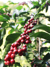 【浅煎り】コスタリカ　ロス・アンヘレス　ドン・カイート　ティピカメホラードYH /  Costa Rica Los Angeles Don Cayito Typica Mejorado Yellow Honey(100g)