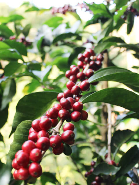 【浅煎り】コスタリカ　ロス・アンヘレス　ドン・カイート　ティピカメホラードYH /  Costa Rica Los Angeles Don Cayito Typica Mejorado Yellow Honey(100g)