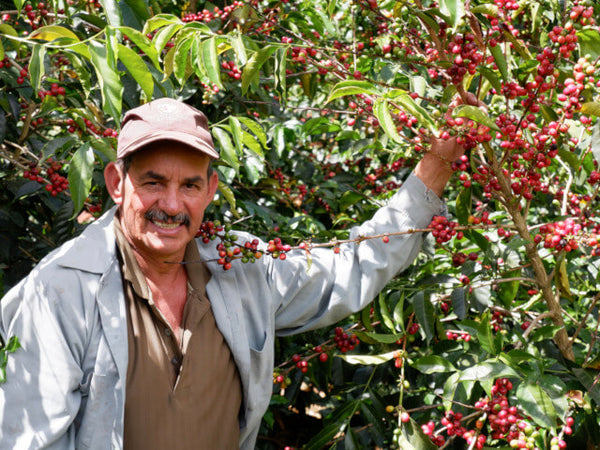 浅煎り】コスタリカ ロス・アンヘレス ドン・カイート ティピカメ