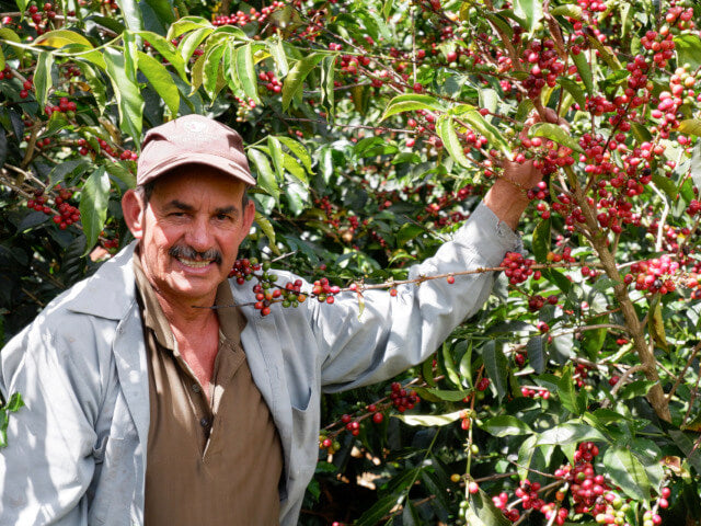 【浅煎り】コスタリカ　ロス・アンヘレス　ドン・カイート　ティピカメホラードYH /  Costa Rica Los Angeles Don Cayito Typica Mejorado Yellow Honey(100g)