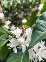 【浅煎り】コスタリカ エルマノス・バルソ バラブランカ カトゥアイ ホワイトハニー / Costa Rica Hermanos Valso Vara Blanca White Honey（100g）