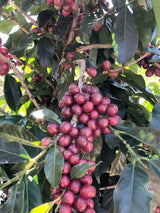 【浅煎り】コスタリカ エルマノス・バルソ バラブランカ カトゥアイ ホワイトハニー / Costa Rica Hermanos Valso Vara Blanca White Honey（100g）