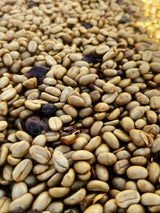 コスタリカ サン・イシドロ・ラブラドール ゲイシャ ウォッシュド  /  Costa Rica San Isidoro Labrador Geisha Washed（100g）