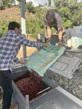 コスタリカ サン・イシドロ・ラブラドール ゲイシャ ウォッシュド  /  Costa Rica San Isidoro Labrador Geisha Washed（100g）