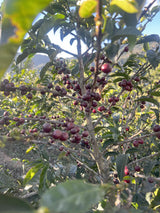 コスタリカ サン・イシドロ・ラブラドール ゲイシャ ウォッシュド  /  Costa Rica San Isidoro Labrador Geisha Washed（100g）