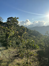 コスタリカ サン・イシドロ・ラブラドール ゲイシャ ウォッシュド  /  Costa Rica San Isidoro Labrador Geisha Washed（100g）