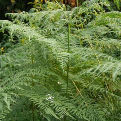 浅煎り】エチオピア - シェカ カヨカミノ農園 ウォッシュド / Ethiopia