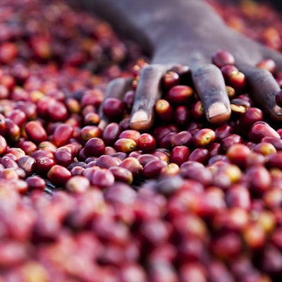 183_top_400x.jpg?v=1711952355