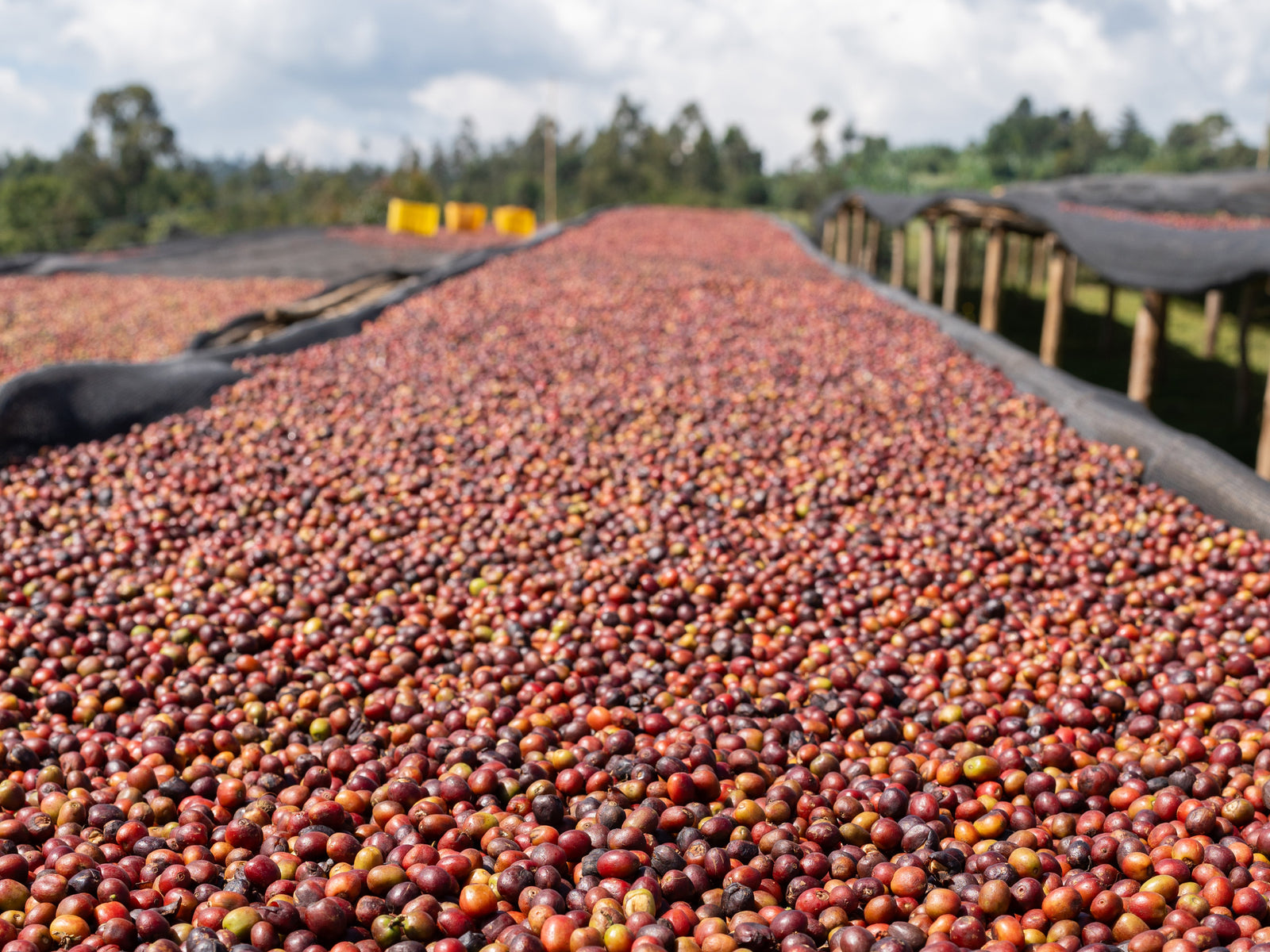 浅煎り】エチオピア ニグセ・ゲメダ モルケ アナエロビックナチュラル