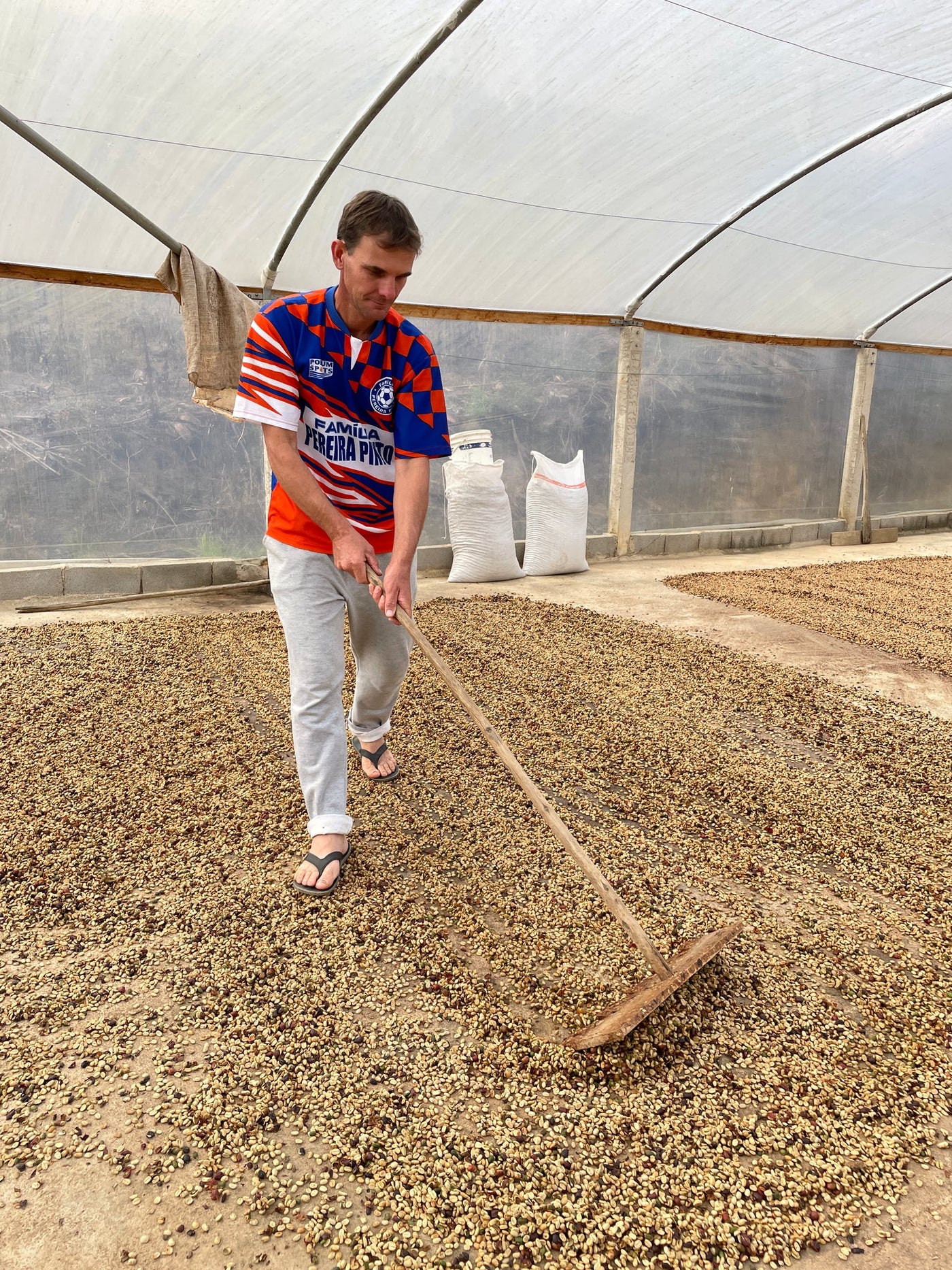 浅煎り】ブラジル マルシアーノ Catucai785 パルプドナチュラル