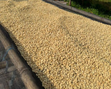 【浅煎り】エチオピア 二グセ・ゲメダ  アゲナ ウォッシュド /  Ethiopia Nigusse Gemeda Agena Washed(100g)