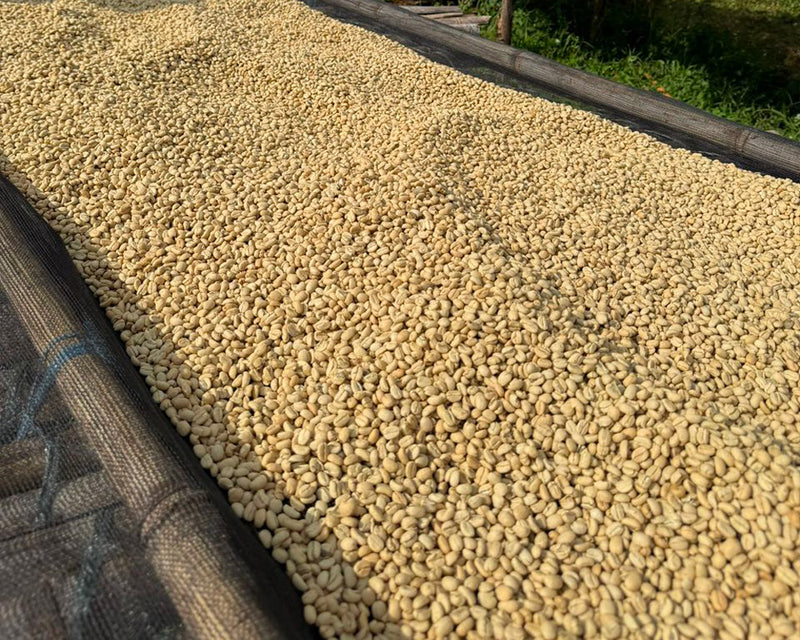 【浅煎り】エチオピア 二グセ・ゲメダ  アゲナ ウォッシュド /  Ethiopia Nigusse Gemeda Agena Washed(100g)