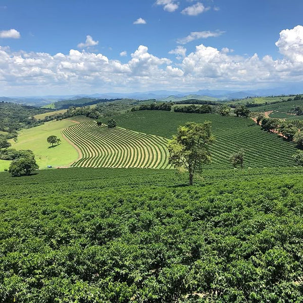 【予約済】ブラジル柱 カット苗 特大 50-70センチ オマケ付 予約済】ブラジル柱 カット苗 特大 50-70センチ オマケ付