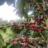 【浅煎り】コロンビア エルディビソ オンブリゴン ナチュラル / Colombia El Diviso Ombligon Natural（100g）