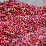 【浅煎り】パプアニューギニア コルブラン ゲイシャ ウォッシュド /  PAPUA NEW GUINEA COLBRAN GEISHA WASHED (100g)