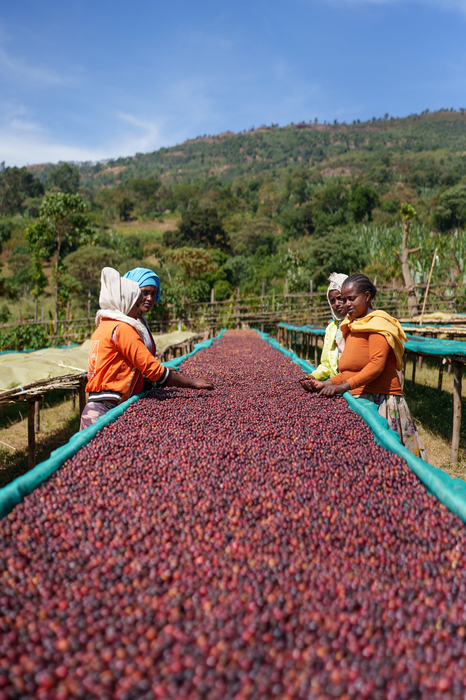 浅煎り】エチオピア 二グセ・ゲメダ アゲナ ウォッシュド / Ethiopia