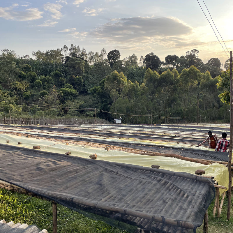 【浅煎り】エチオピア ニグセ・ゲメダ ボンベ ナチュラル/  Ethiopia Niguse Gemeda Bombe Natural (100g)