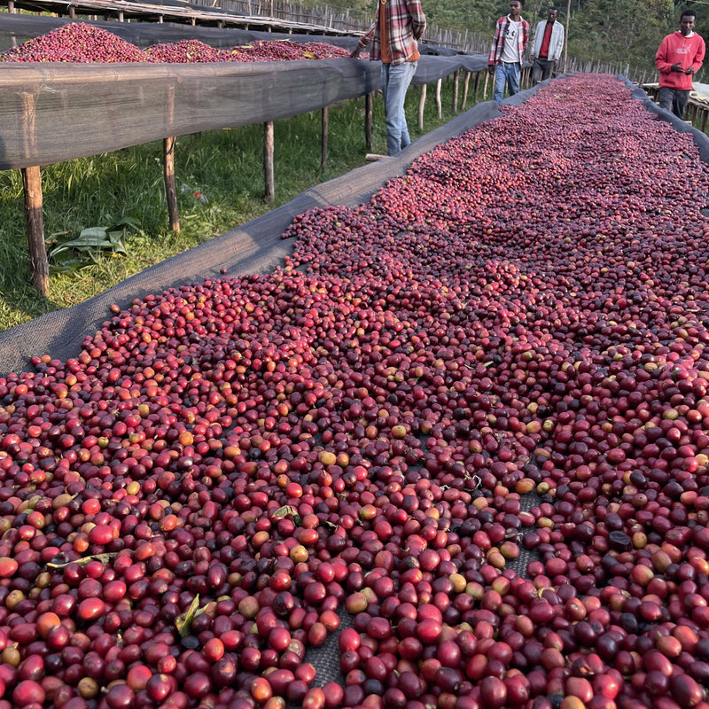 【浅煎り】エチオピア ニグセ・ゲメダ ボンベ ナチュラル/  Ethiopia Niguse Gemeda Bombe Natural (100g)