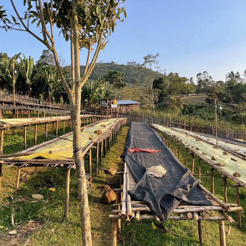 【浅煎り】エチオピア ニグセ・ゲメダ ボンベ ナチュラル/  Ethiopia Niguse Gemeda Bombe Natural (100g)