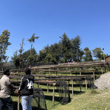 【浅煎り】エチオピア バトゥロ 74158 ナチュラル/ ETHIOPIA BATURO 74158 NATURAL Niguse Gemeda