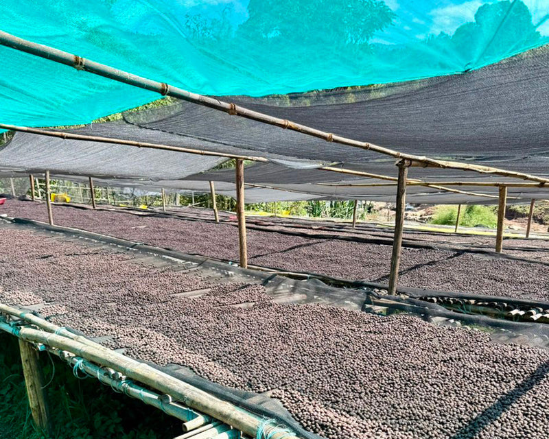 【浅煎り】エチオピア 二グセ・ゲメダ  アゲナ ウォッシュド /  Ethiopia Nigusse Gemeda Agena Washed(100g)
