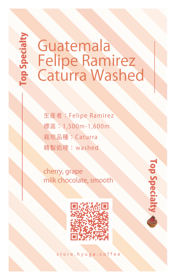 【中煎り】グアテマラ フェリップ ラミレス カツーラ ウォッシュド / Guatemala - Felipe Ramirez Caturra Washed（100g）