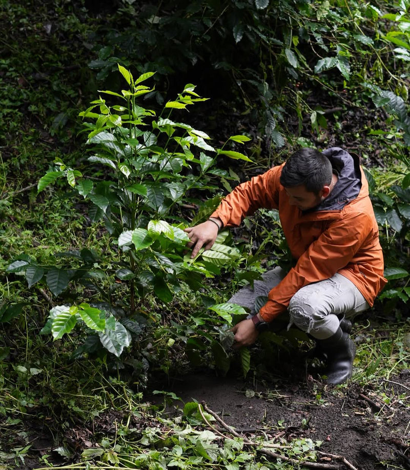 【浅煎り】パナマ チェバス クリオロ ナチュラル /   Panama Chevas Criollo Natural(100g)