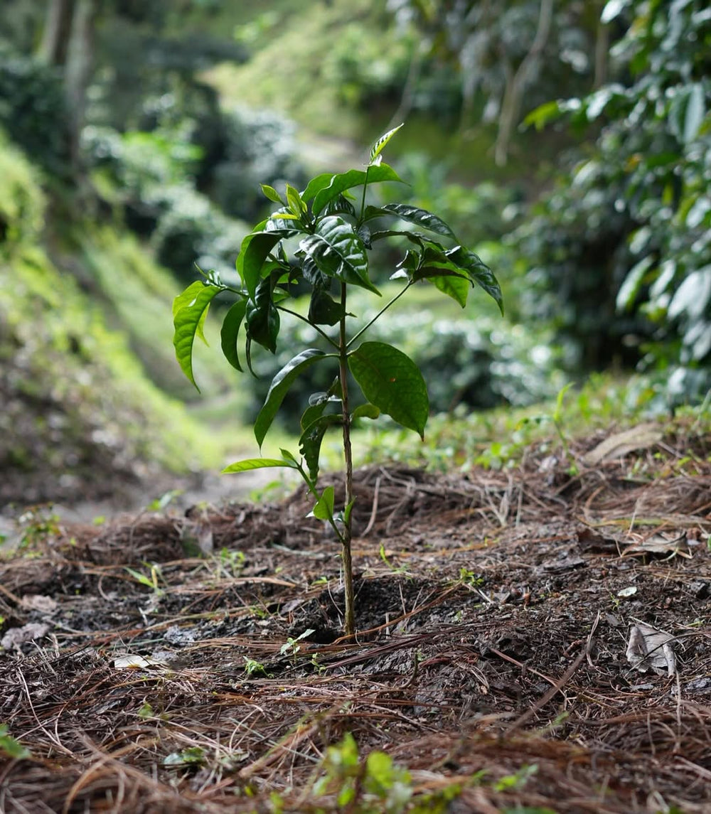 【浅煎り】パナマ チェバス ティピカ ナチュラル /   Panama Chevas Typica Natural